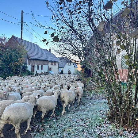 Maison Independante De Montagne En Alsace Bellefosse 外观 照片