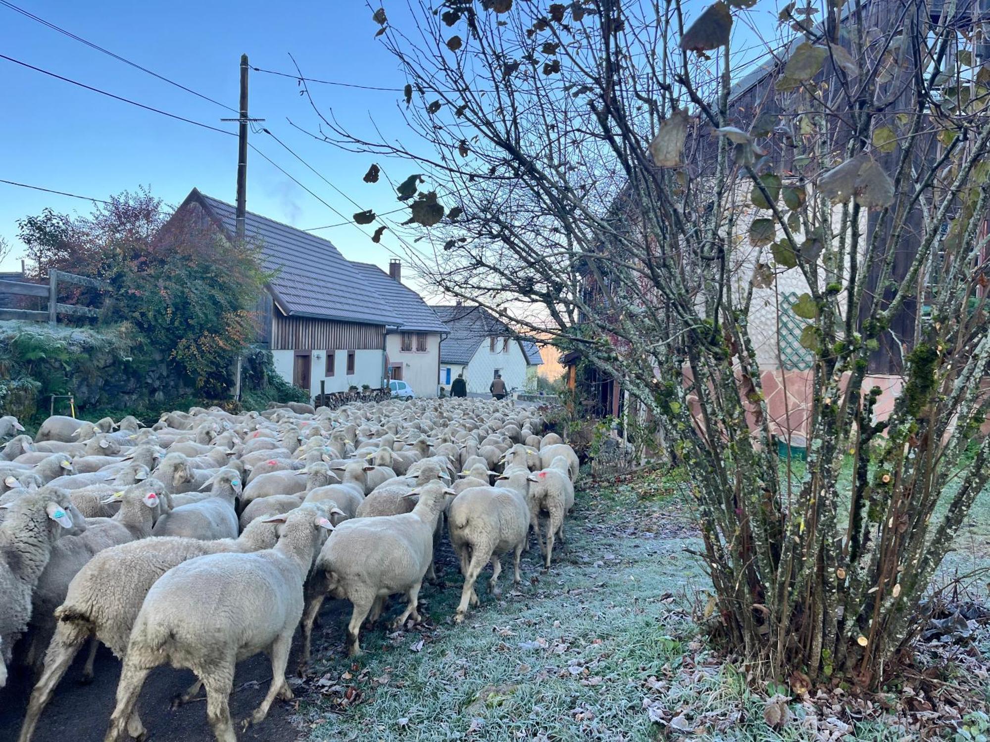 Maison Independante De Montagne En Alsace Bellefosse 外观 照片