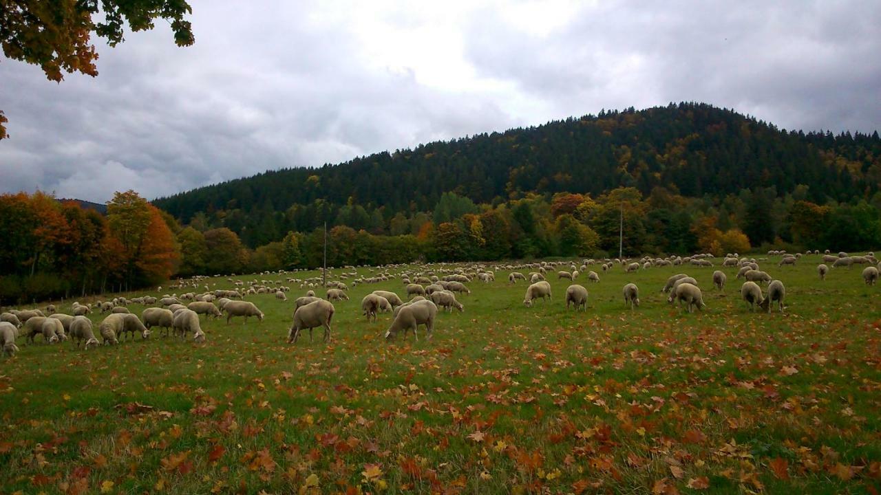 Maison Independante De Montagne En Alsace Bellefosse 外观 照片